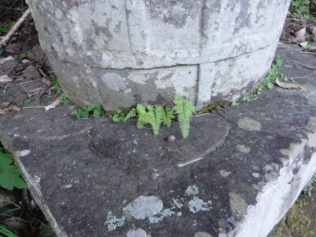 この宝塔を初めて見たときの印象は、「どっしりしてるな~」でした。写真をご覧いただくとわかるように、基礎と屋根がかなり低めに作られています。そのためか、塔身は他の石造宝塔より大きく作られ、全体として安定感と重量感のある構成となっています。
この塔で最も「おっしゃれ〜!」と感動したのは、近づいて初めて気づくくらい浅く彫られた基礎天端の蓮弁でした。あまりにも素朴で、思わず「本当に鎌倉後期の作なの?」と疑ってしまったほどです。